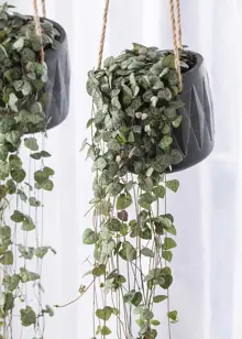 Ceropegia Woodii in Hanging Pot 12cm