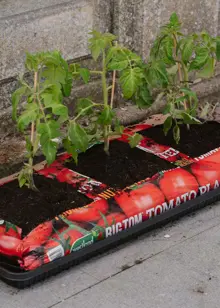 55L Big Tom Peat Free Tomato Planter