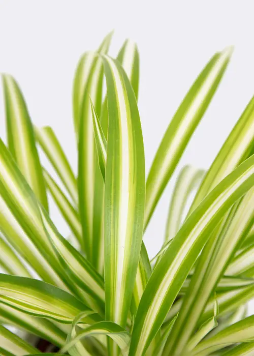 Chlorophytum Variegatum 12cm