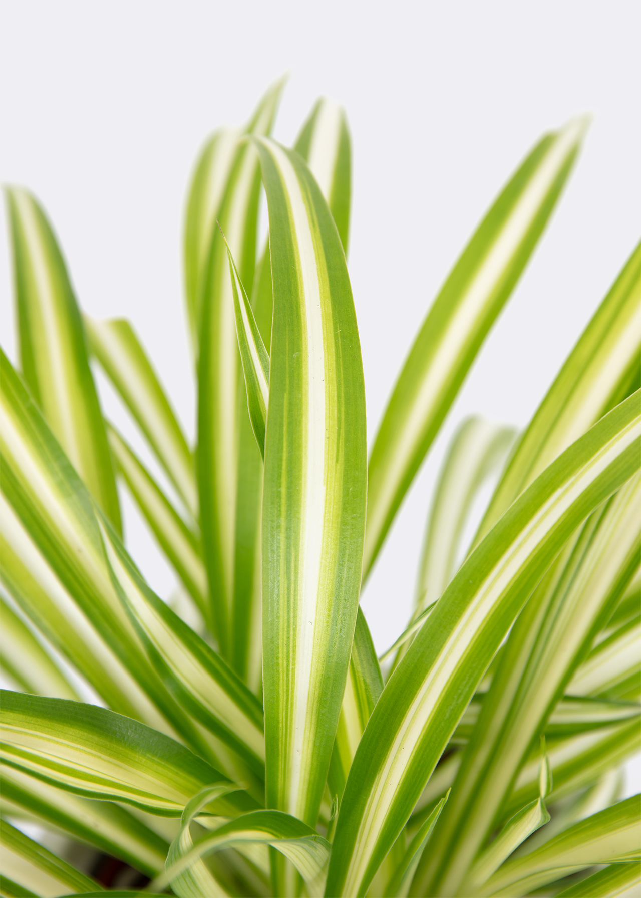 Chlorophytum Variegatum 12cm