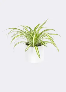 Chlorophytum Variegatum 12cm