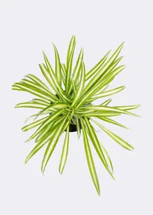 Chlorophytum Variegatum 12cm