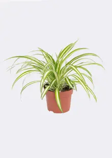 Chlorophytum Variegatum 12cm