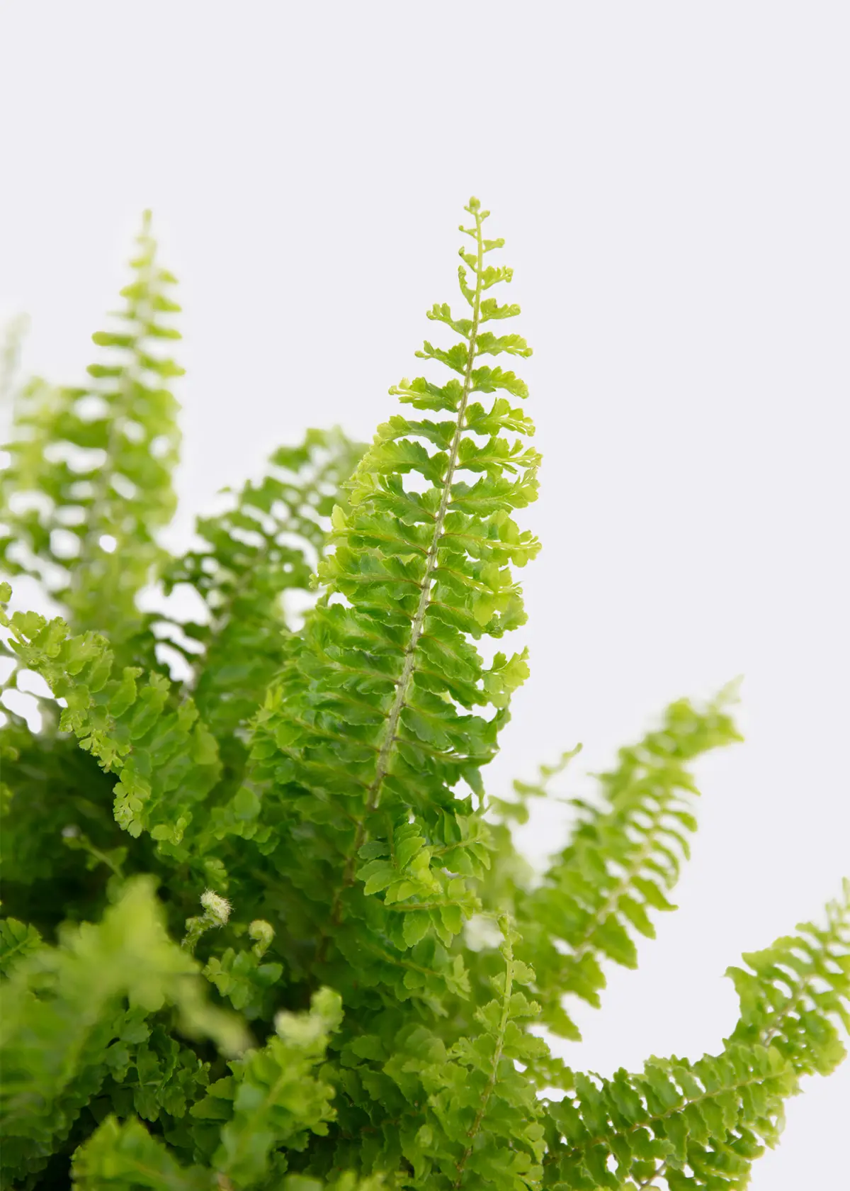A photo of Nephrolepis Exaltata Vitale 12cm