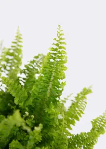 Nephrolepis Exaltata Vitale 12cm