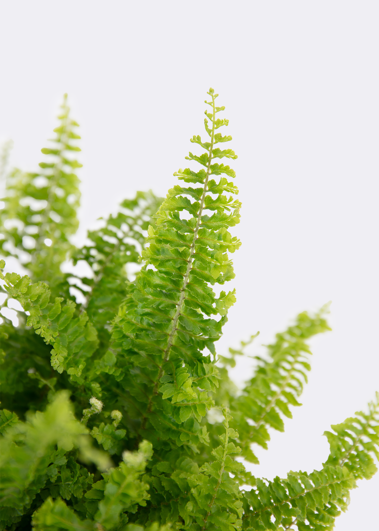 Nephrolepis Exaltata Vitale 12cm