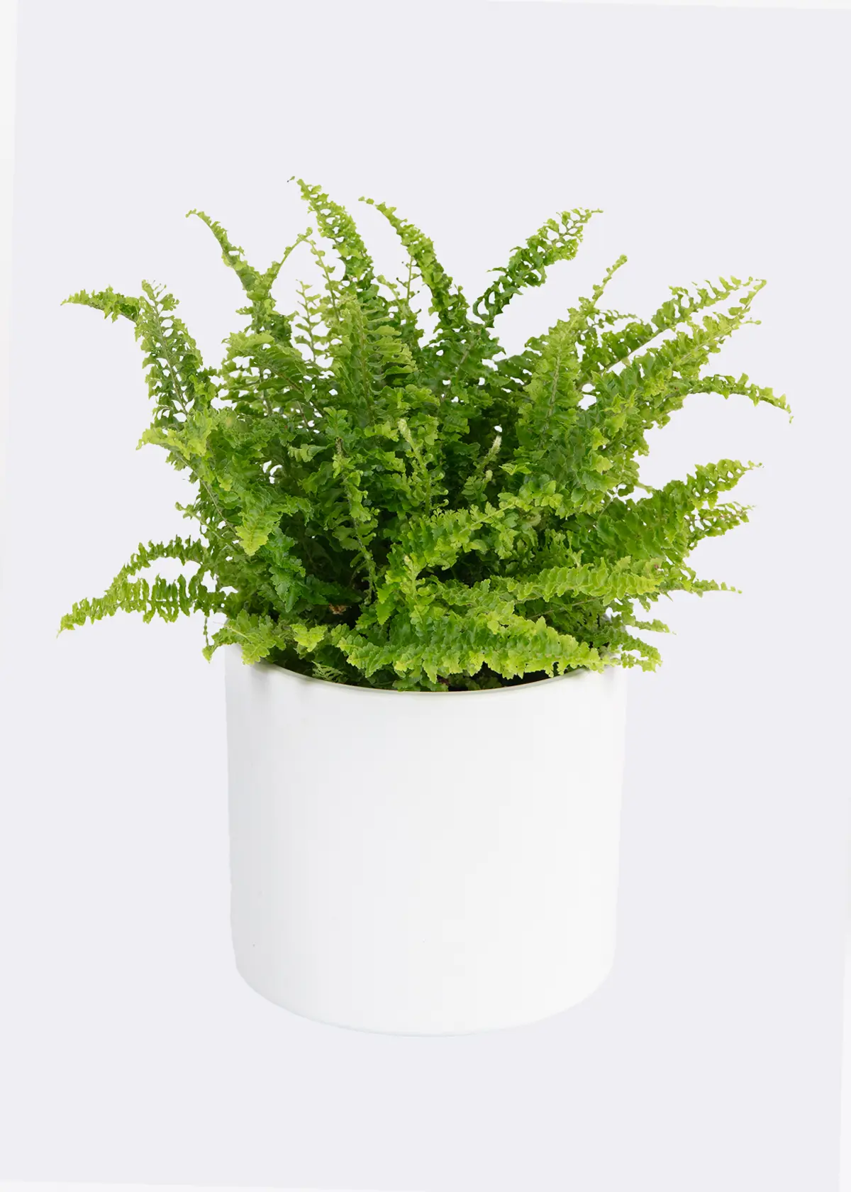 A photo of Nephrolepis Exaltata Vitale 12cm