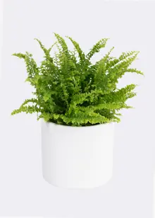 Nephrolepis Exaltata Vitale 12cm