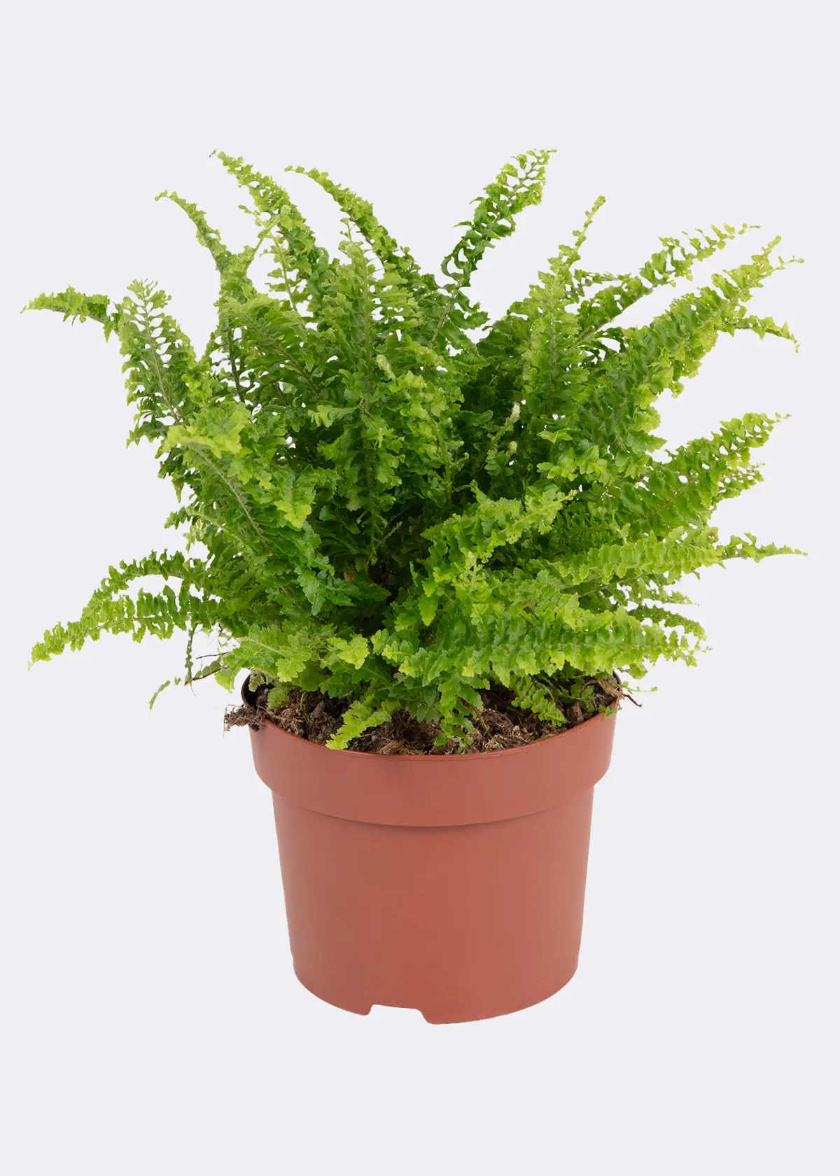 A photo of Nephrolepis Exaltata Vitale 12cm