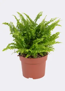 Nephrolepis Exaltata Vitale 12cm