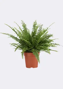 Nephrolepis Exaltata Vitale 12cm