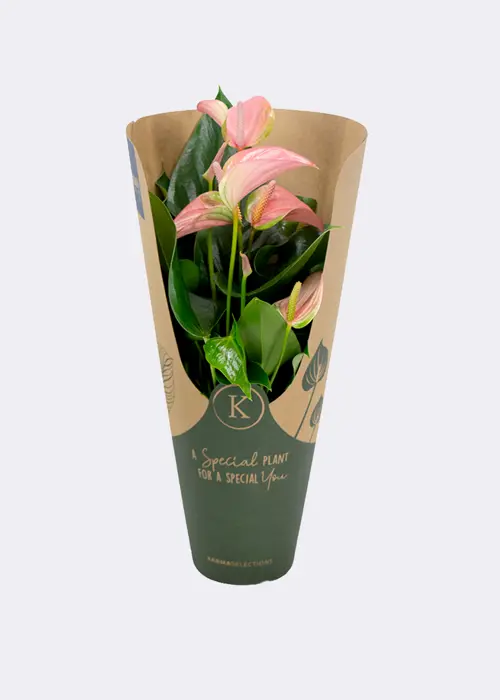 Anthurium Joli in Kraftsleeve 12cm
