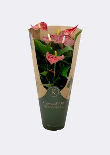 Anthurium Red in Kraftsleeve 12cm