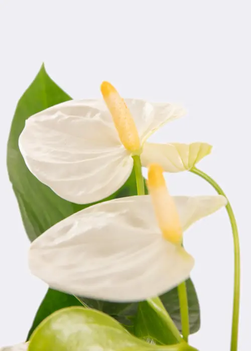 Anthurium White in Kraftsleeve 12cm