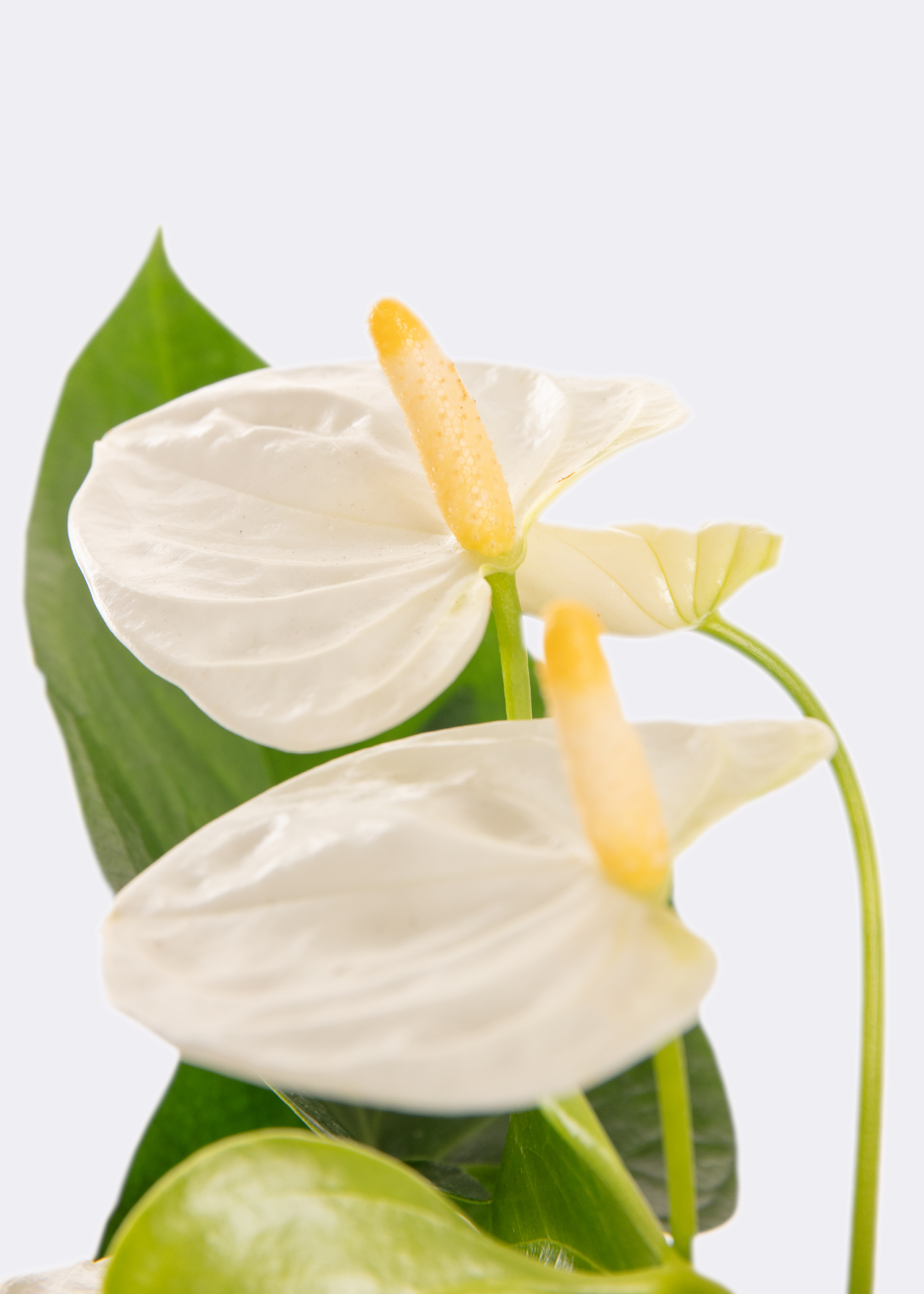 Anthurium White in Kraftsleeve 12cm