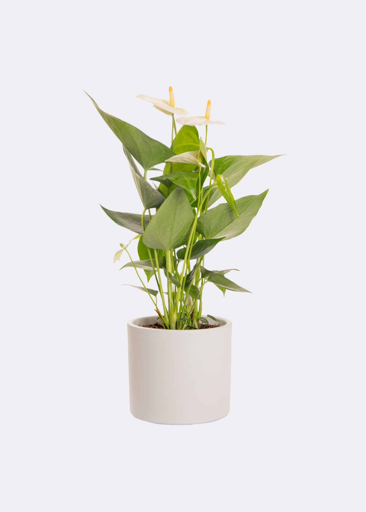 Anthurium White in Kraftsleeve 12cm