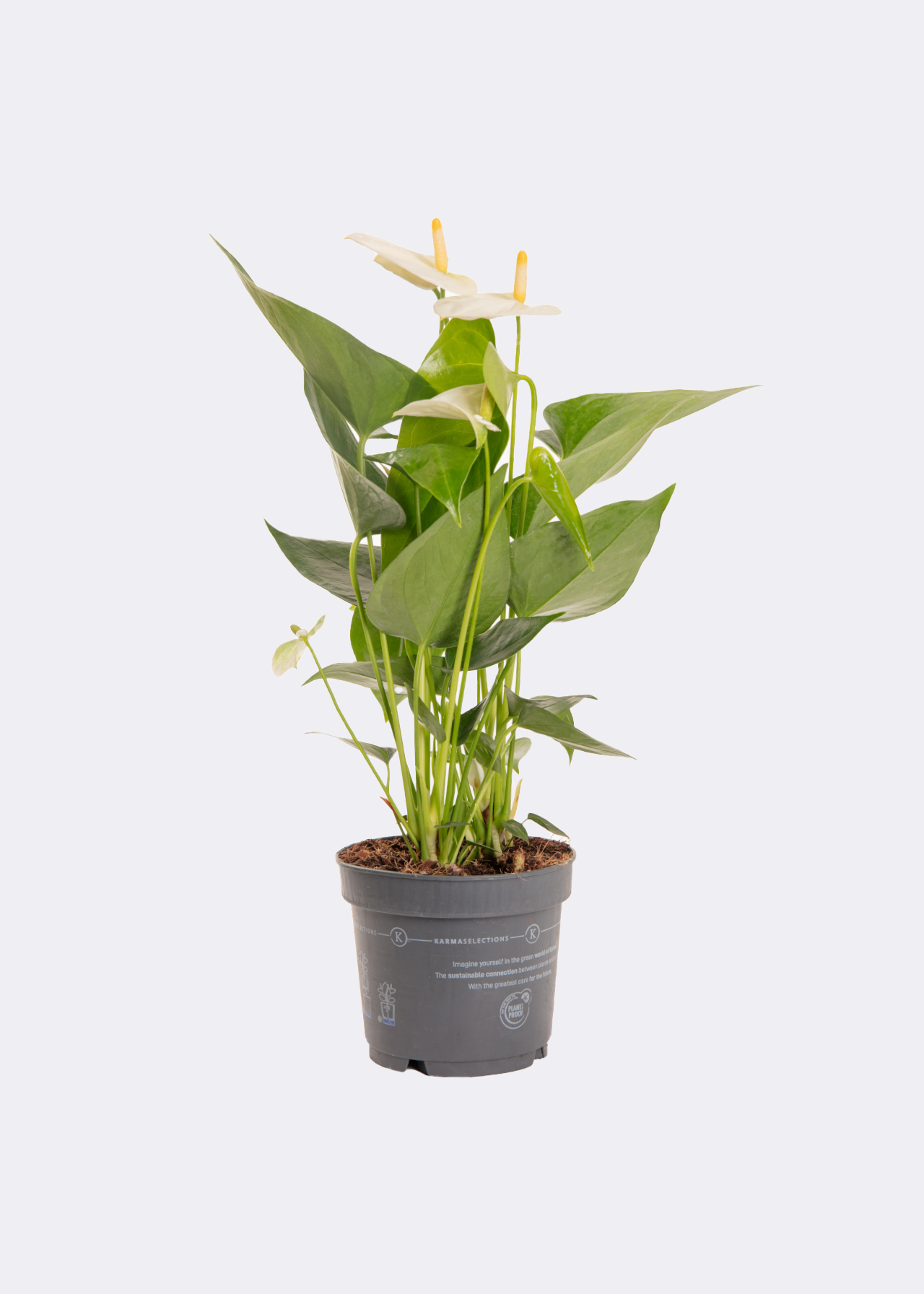 Anthurium White in Kraftsleeve 12cm