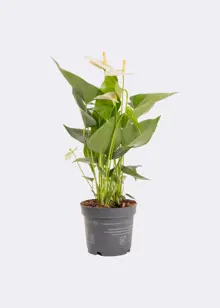 Anthurium White in Kraftsleeve 12cm