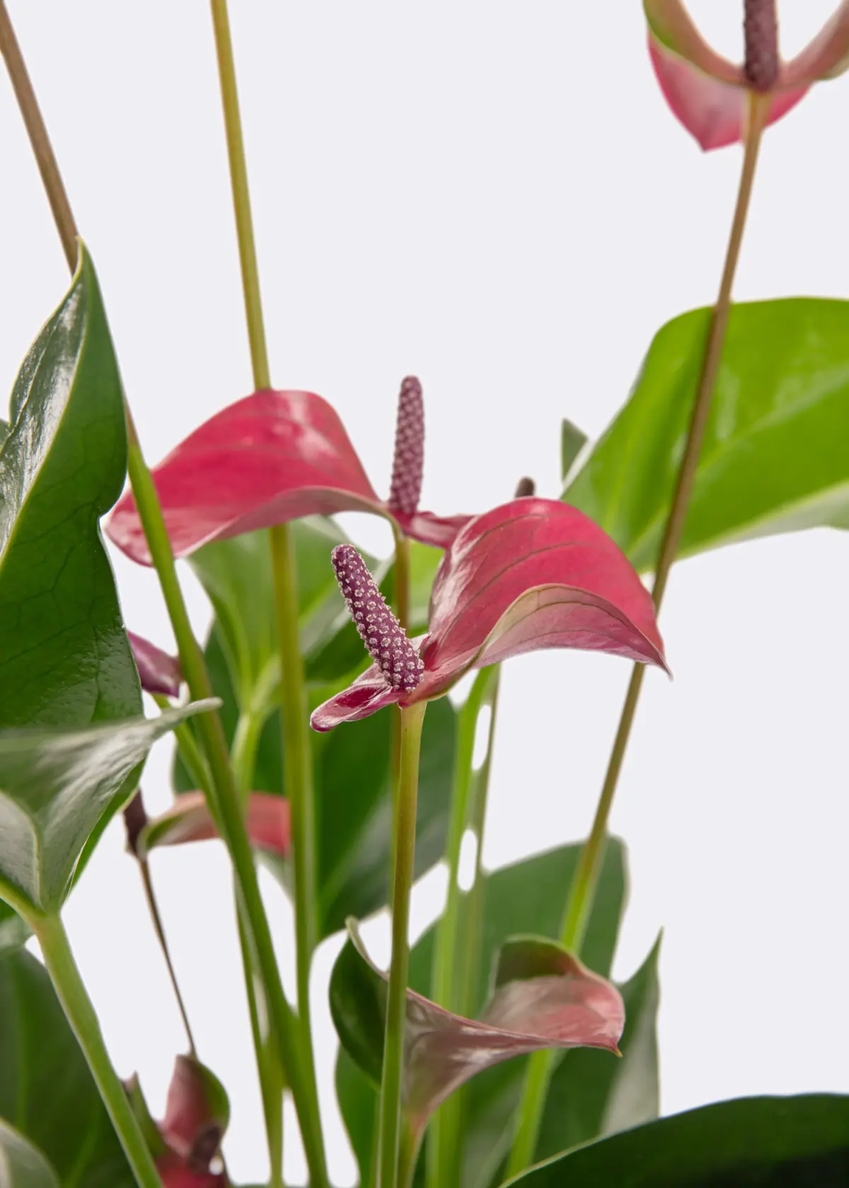 Anthurium Purple in Kraftsleeve 12cm