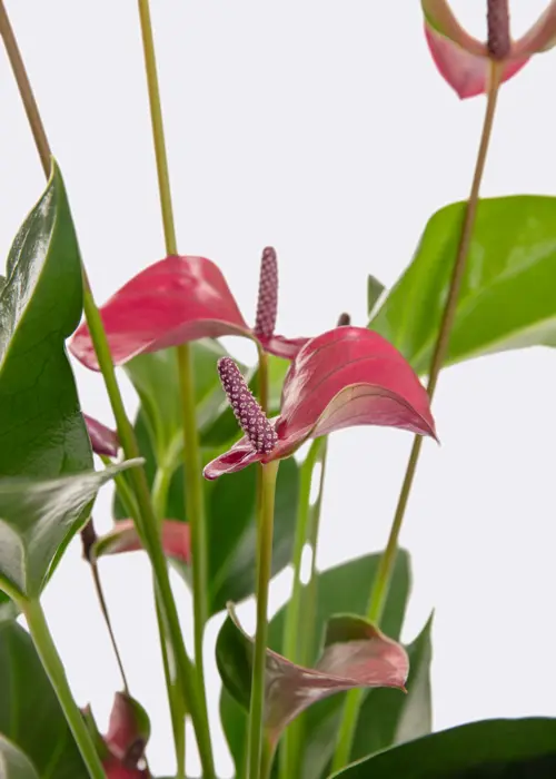 Anthurium Purple in Kraftsleeve 12cm