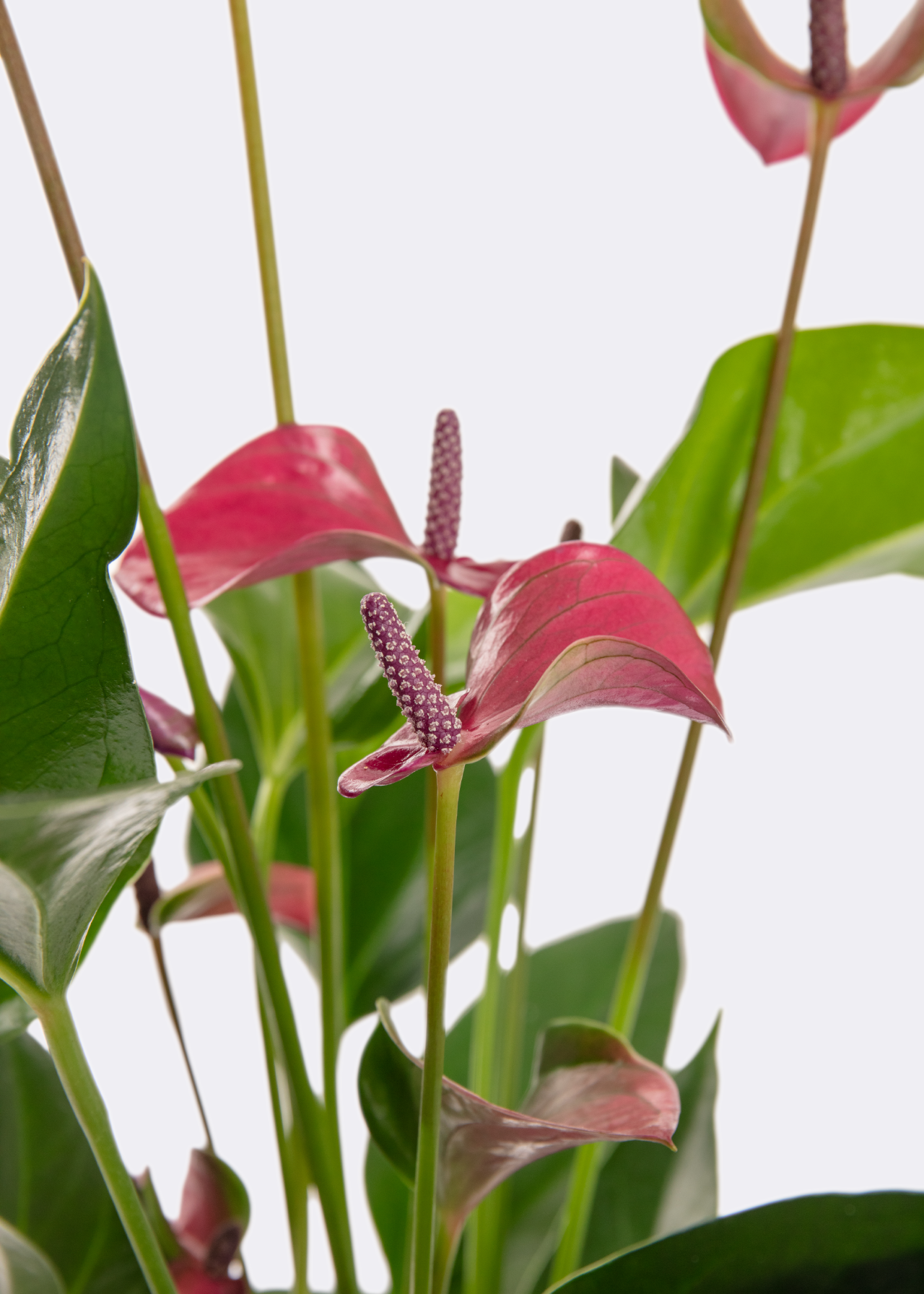 Anthurium Purple in Kraftsleeve 12cm
