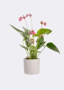 Anthurium Purple in Kraftsleeve 12cm