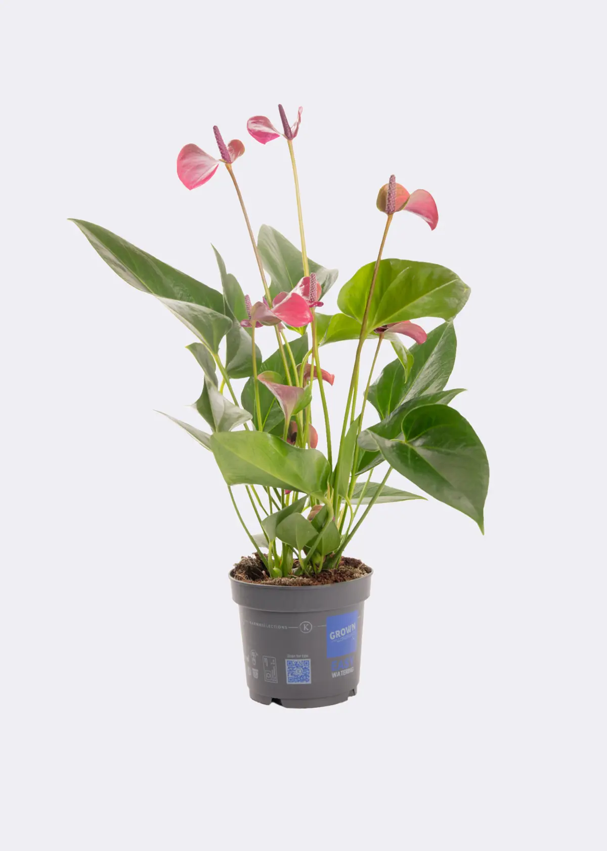 Anthurium Purple in Kraftsleeve 12cm