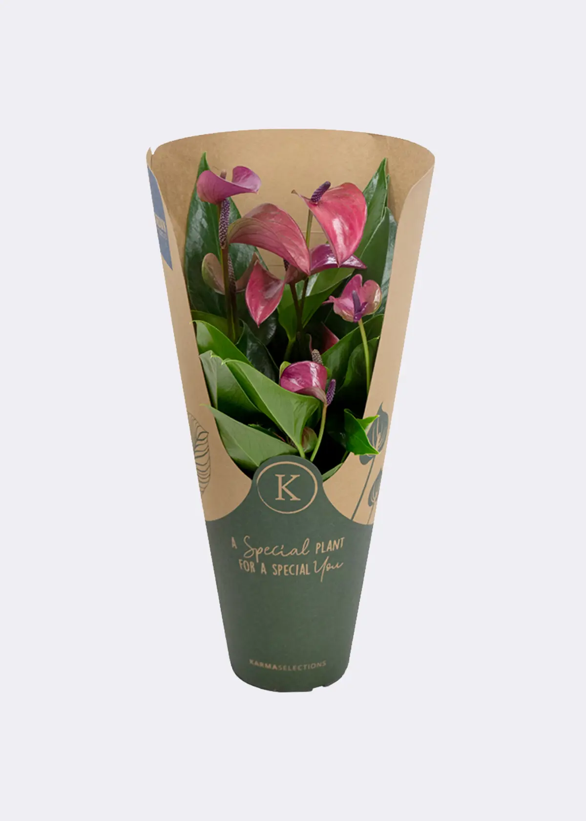 Anthurium Purple in Kraftsleeve 12cm