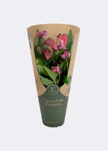 Anthurium Purple in Kraftsleeve 12cm