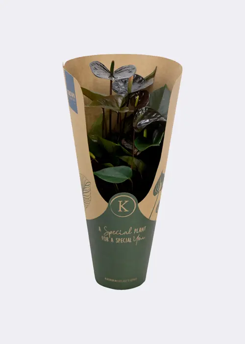Anthurium Black in Kraftsleeve 12cm