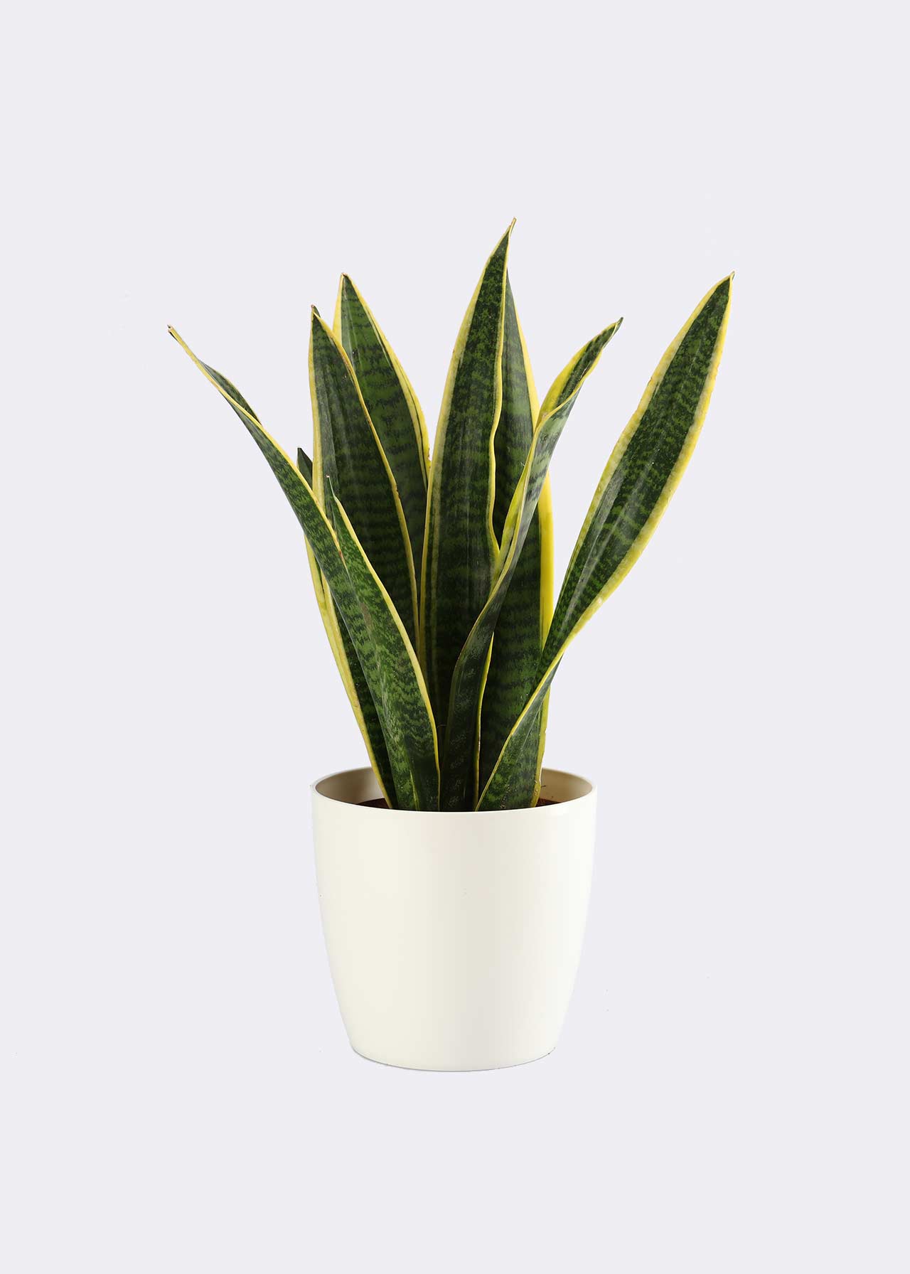Sansevieria Trifasciata Laurentii 12cm
