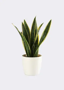 Sansevieria Trifasciata Laurentii 12cm