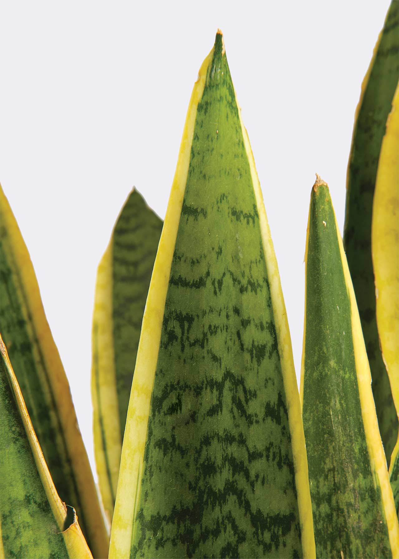 Sansevieria Trifasciata Laurentii 17cm