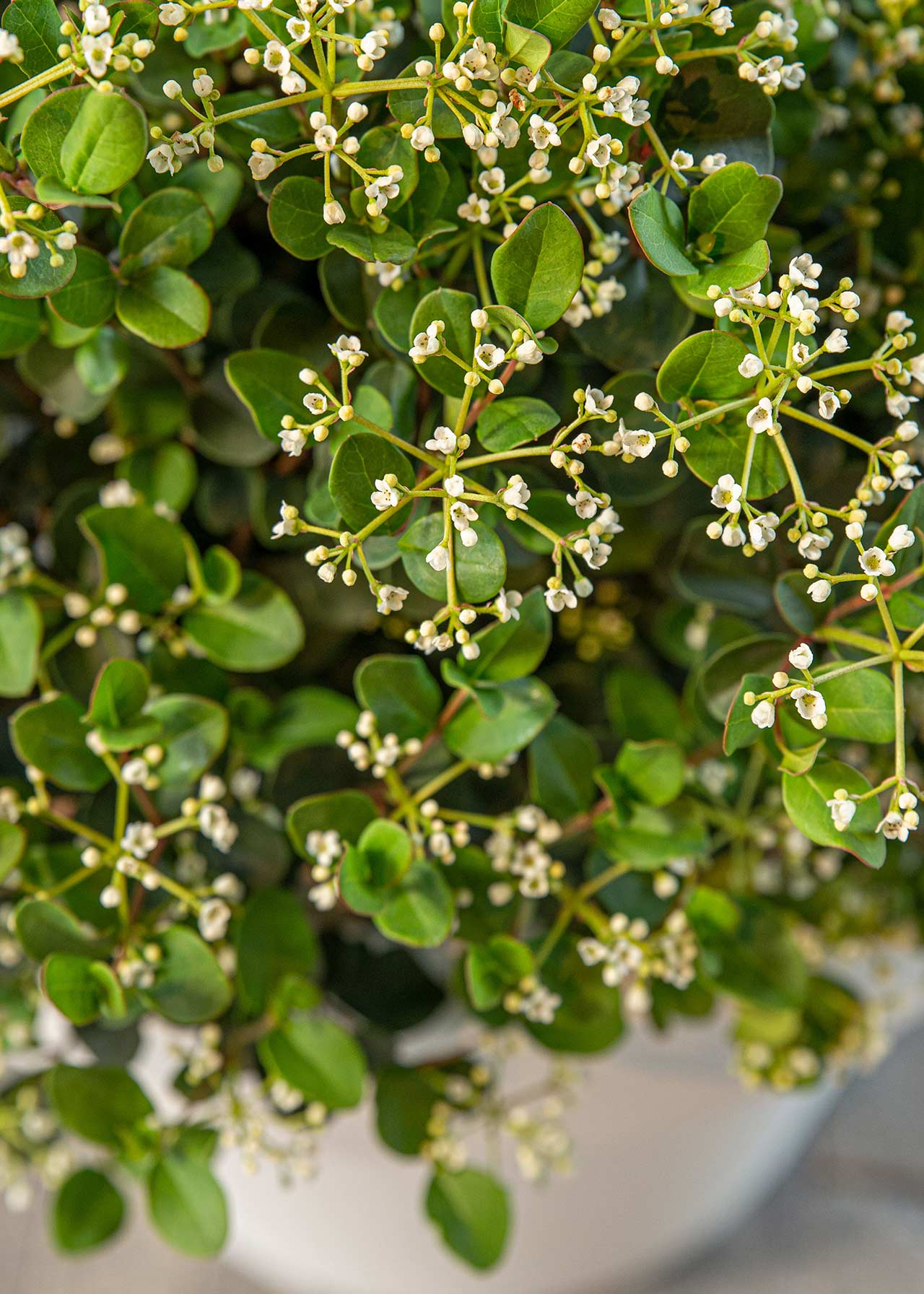Viburnum Fairy Stars 3ltr