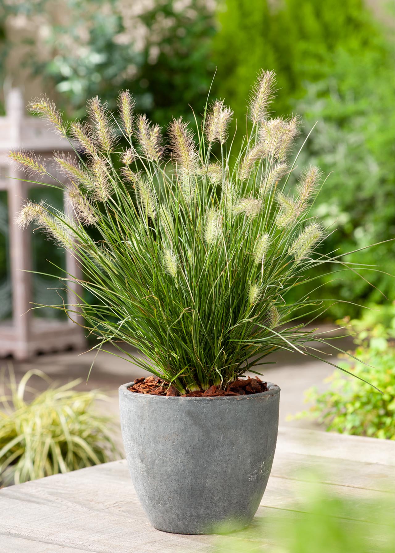 Pennisetum Little Honey 2ltr | Dobbies Garden Centres