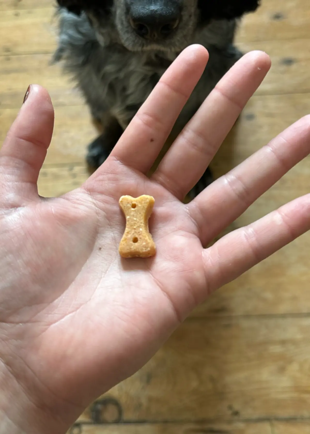 A photo of Beco Cashew Dog Treats70g