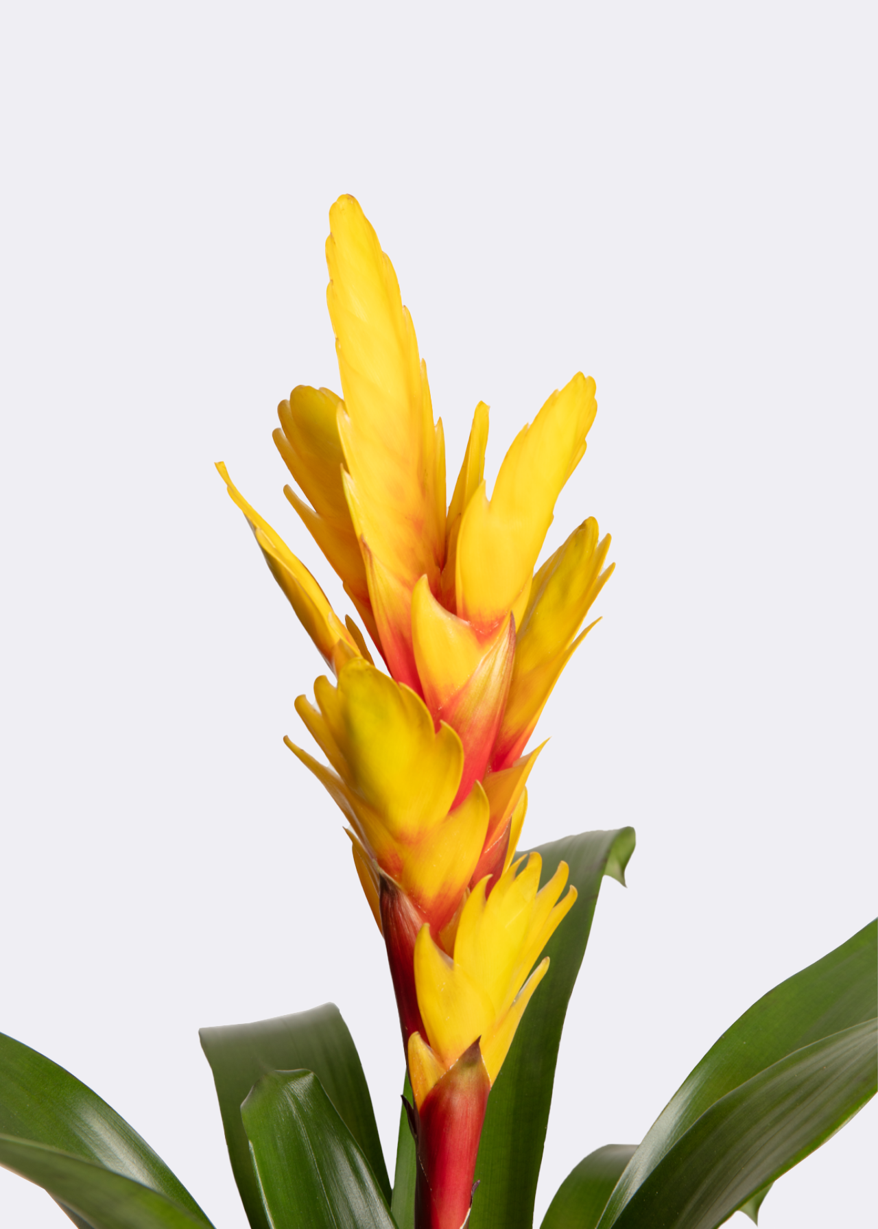 Vriesea Intenso Yellow 12cm