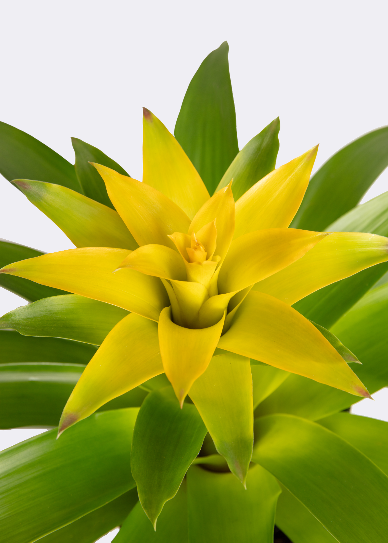 Guzmania Diana 9cm