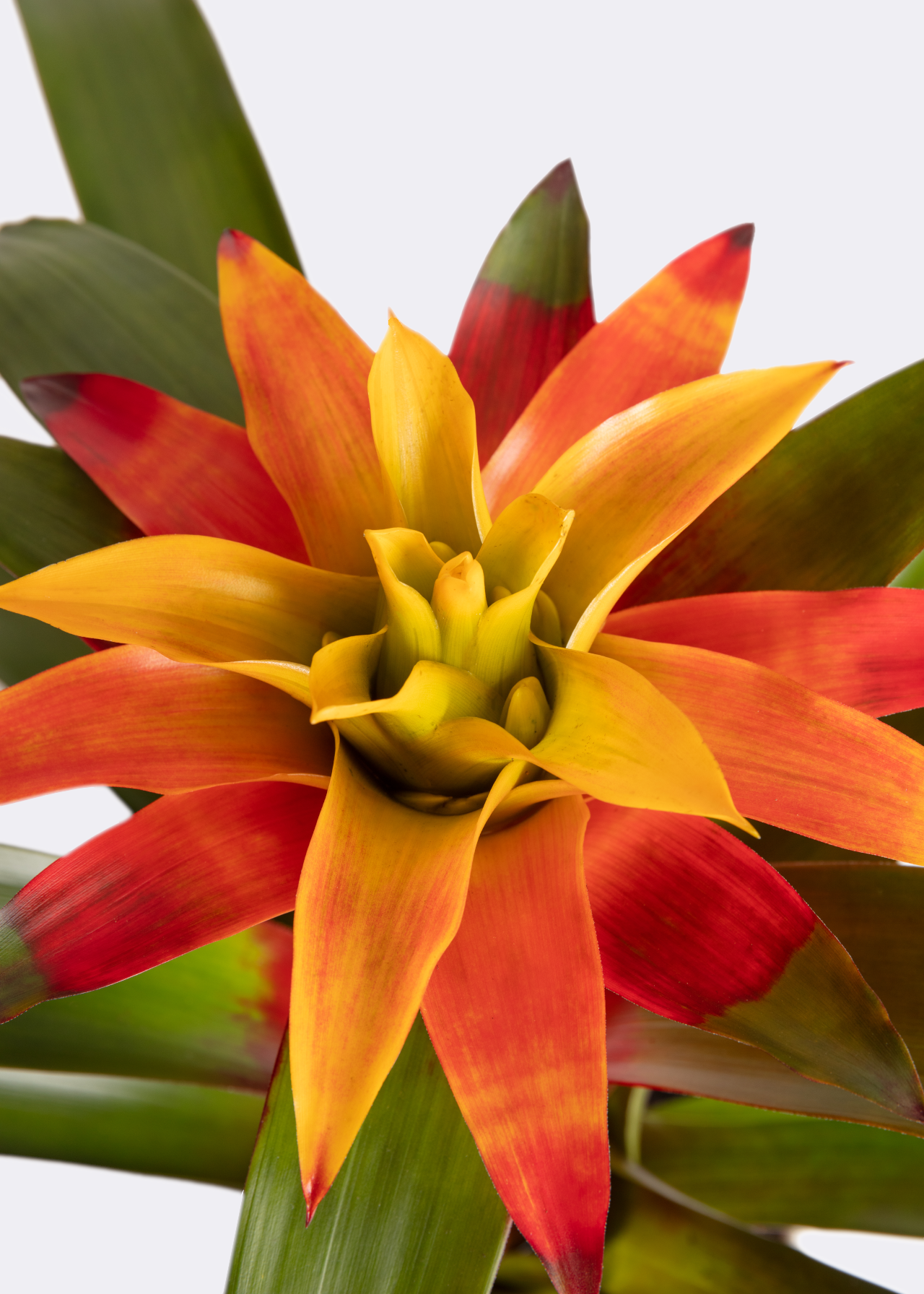Guzmania Fiero Yellow 12cm