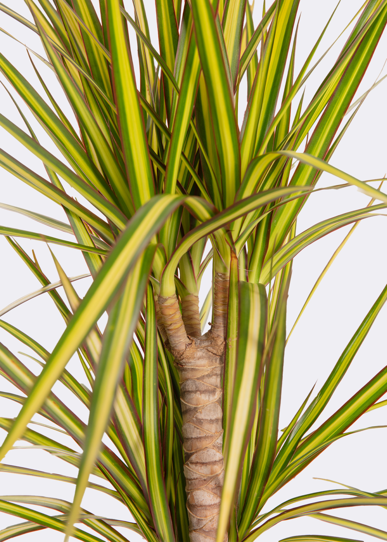 Dracaena Sunray 17cm