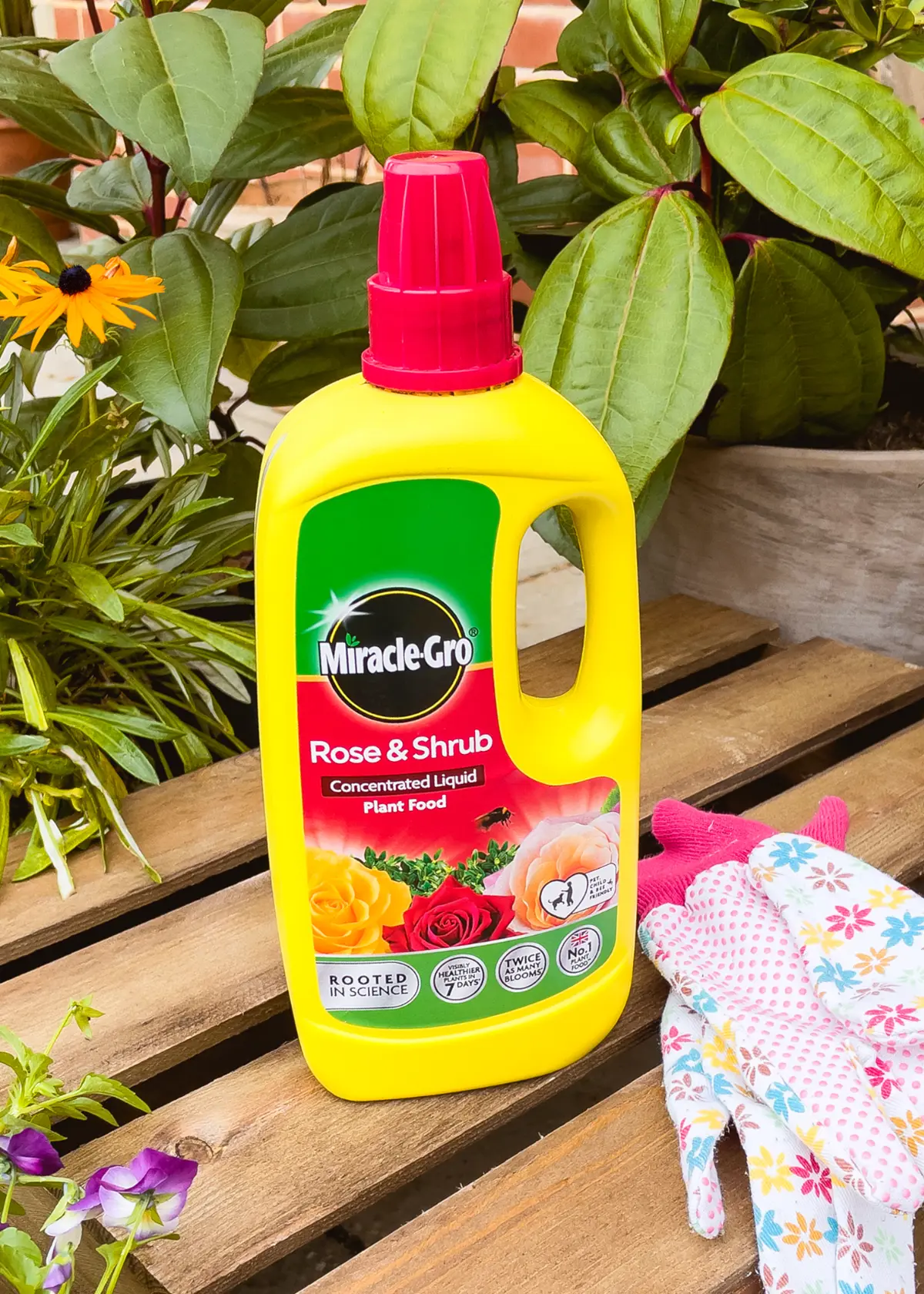 A photo of Miracle-Gro Rose Feed 800ml