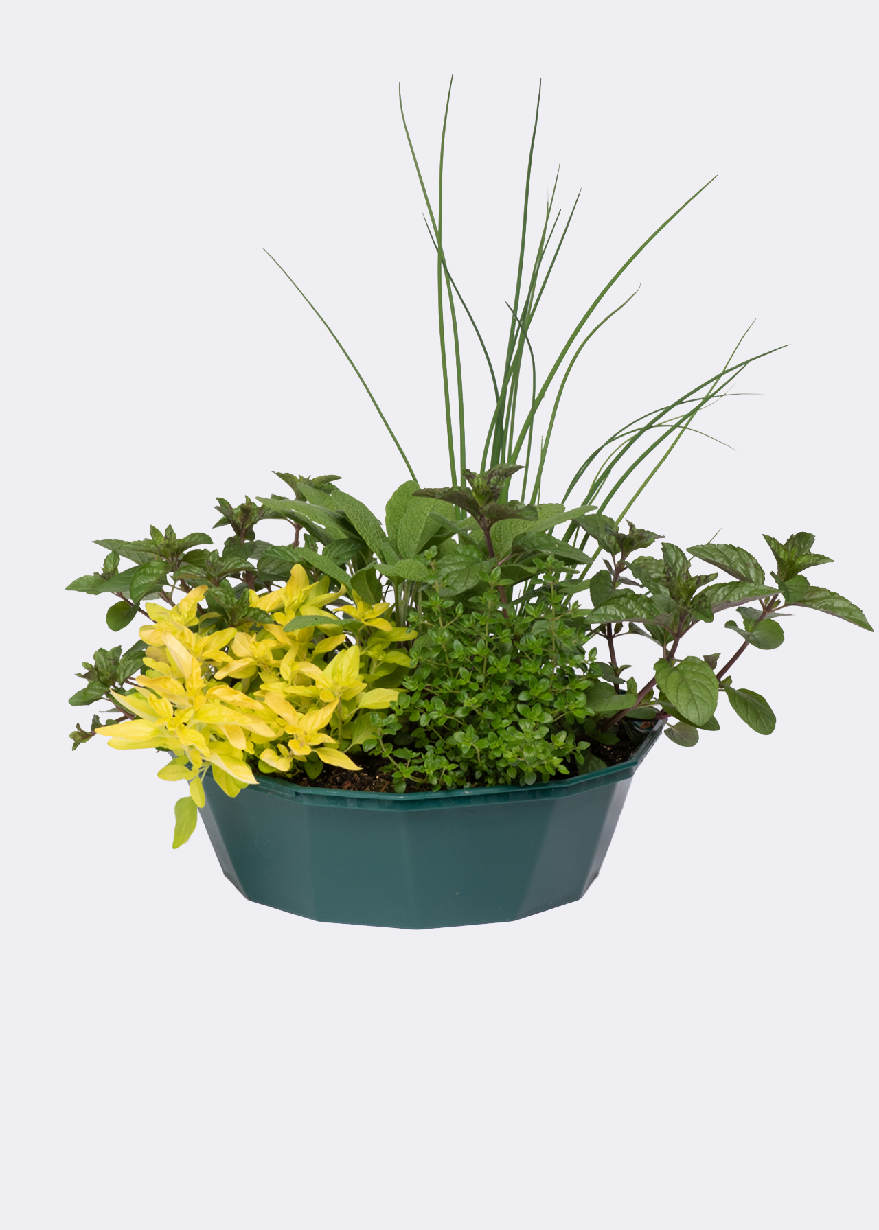 Herb Alfresco Mixed POP Planter Dobbies Garden Centres