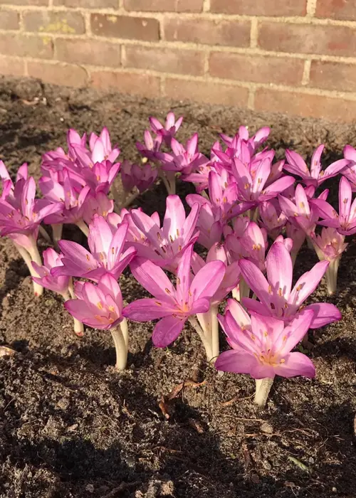 A photo of Crocus Colchicum Cilicium Purpureum single pack
