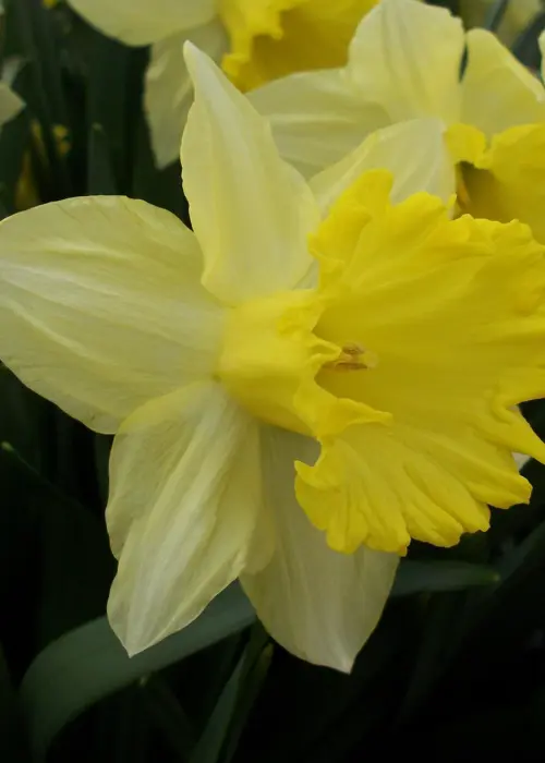 A photo of Daffodil (Narcissus) Bestseller Pack of 15