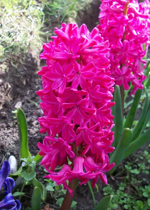 A photo of Hyacinth Jan Bos Prep Pack of 5