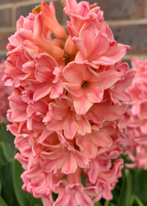 A photo of Hyacinth Fragrant Collection Pack of 6