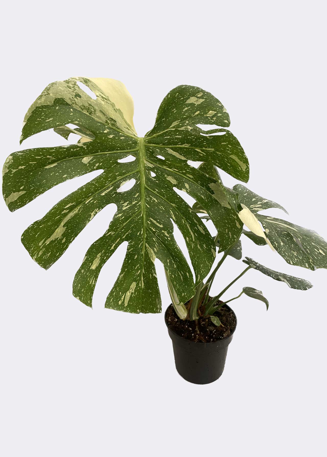 Monstera Thai Constellation Limited Edition 17cm