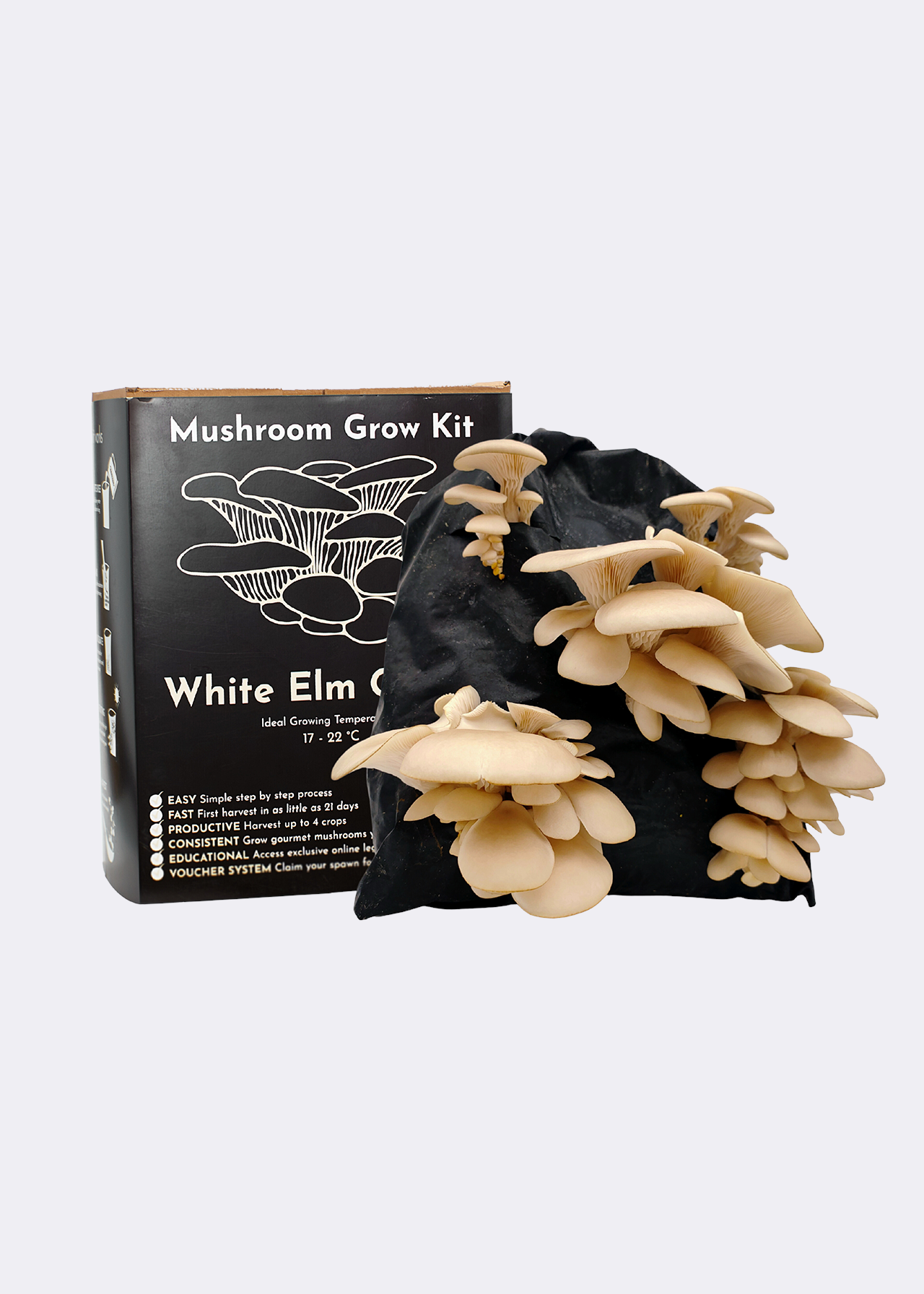 White Elm Oyster Mushroom Grow Kit