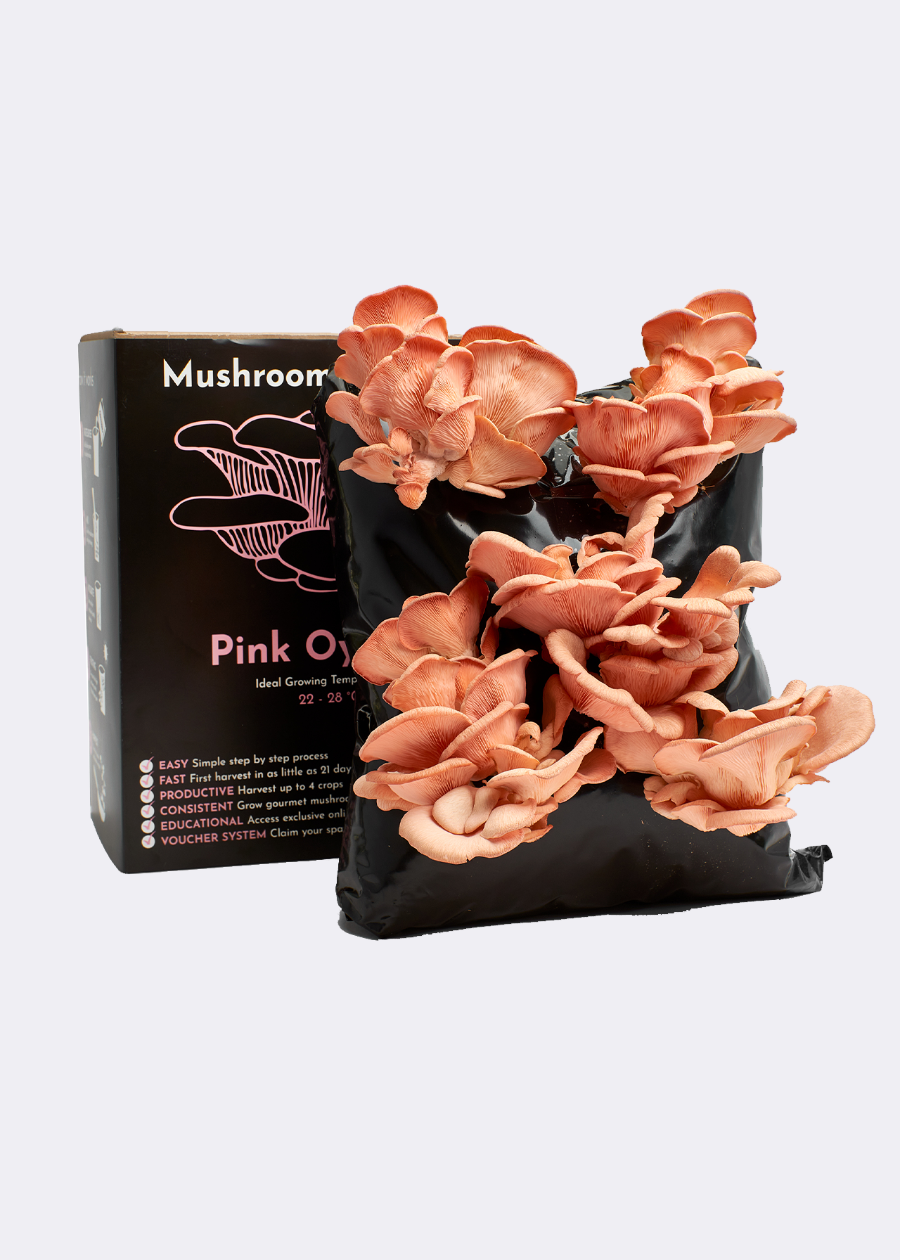 Pink Oyster Mushroom Grow Kit
