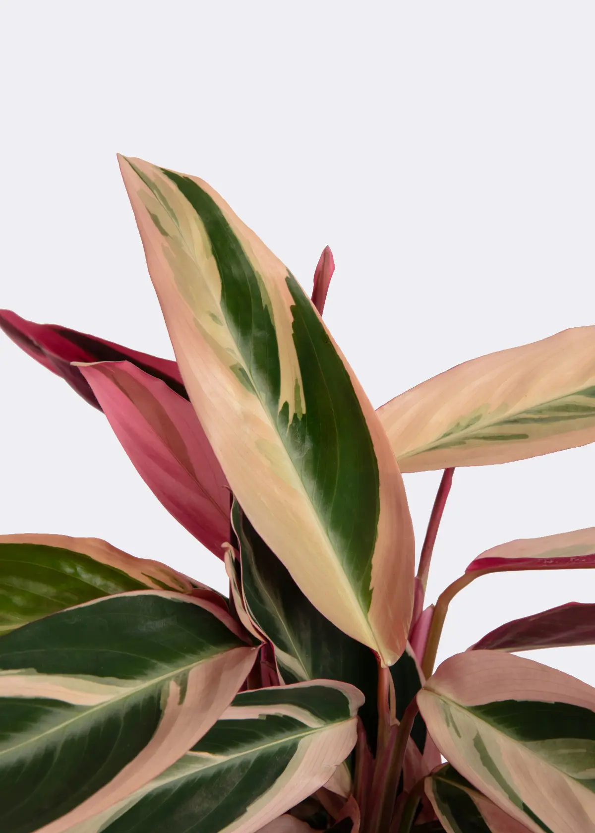 A photo of Calathea Triostar 12cm